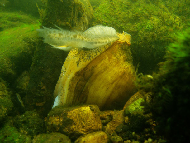 clam glochidia slide