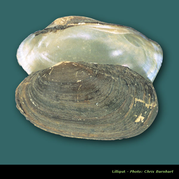 Freshwater Mussel Reproduction