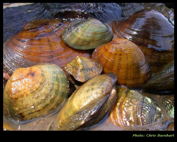 Freshwater Mollusks Conservation Society