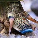 Snail Photo detail