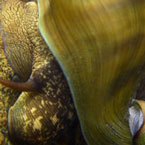 Snail Photo detail