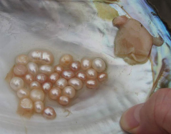 clam with pearls inside