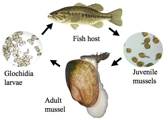 Fish-Mussel diagram