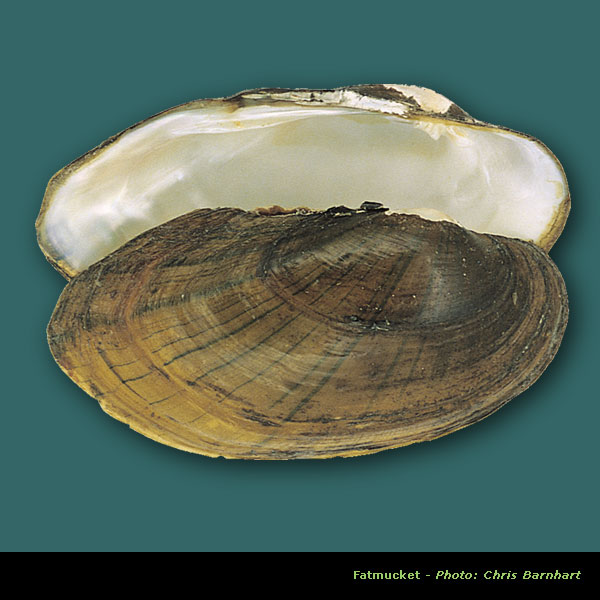 FMCS - Freshwater Mussels